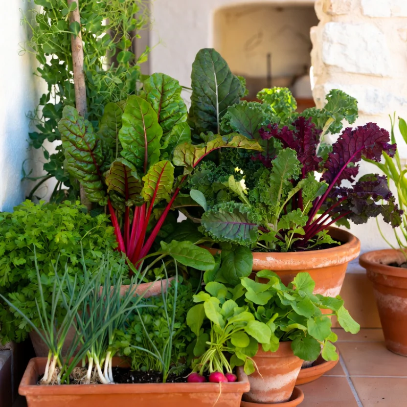 Top Picks for Every Garden